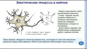 Потенциал действия и потенциал покоя нейрона  Синапс.