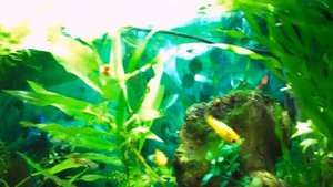 аквариум 35 литров живой природы