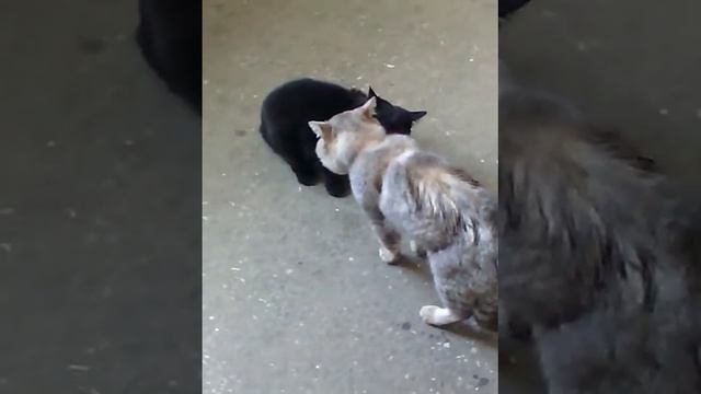 Кошачий разговор по-МУЖСКИ смотреть онлайн