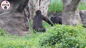 Silverback Gorilla D’jeeco is gentle to his son Ringo,Jabali played with Ringo金剛猩猩迪亞哥溫柔摸著Ringo,JR玩摔