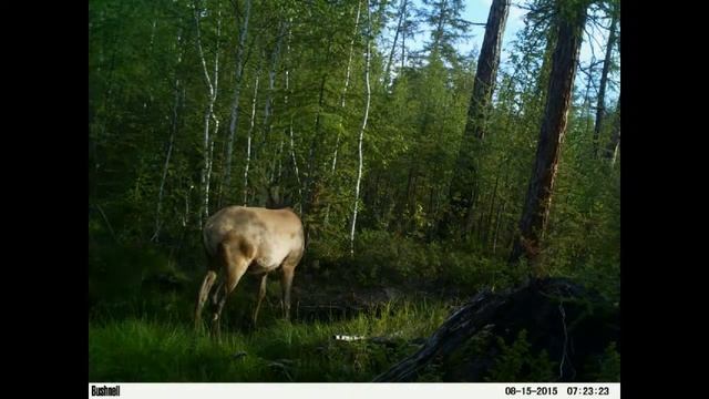 Солонец август, 2015 смотреть онлайн