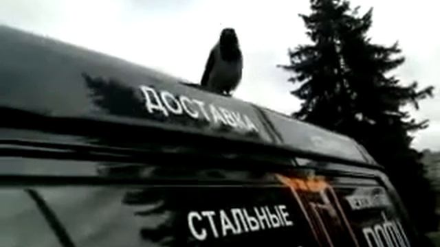 Ворона со знанием иностранного языка смотреть онлайн