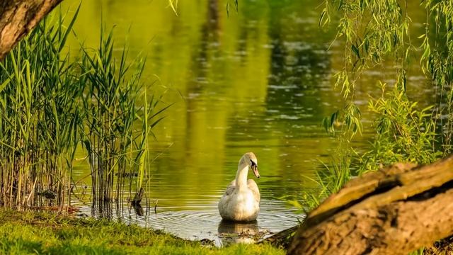 Живая природа смотреть онлайн