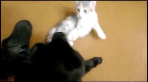 ЩЕНОК И КОТЕНОК