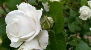 Доверенное ФИНАЛ Когда? Чем закончится?