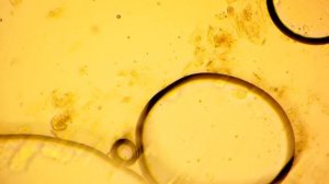 Seilwurm Labor Sankt Petersburg www.seilwurm.ru