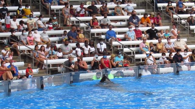 Play - Orca Encounter Full Segment 8/29/20 (2) смотреть онлайн