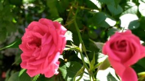 Доверенное 264 серия русская озвучка | Анонс и Дата выхода