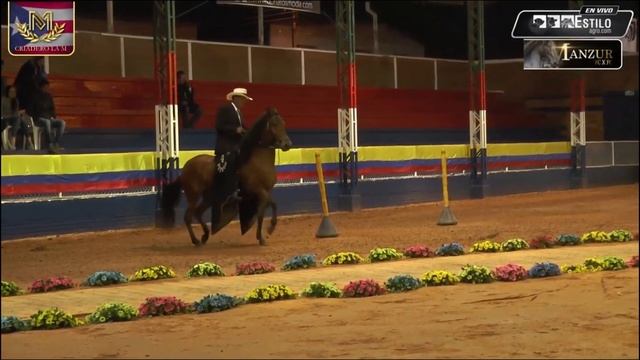 MEJOR: Octava Maravilla de la Potrilla Trocha Colombiana, 99a Chiquinqurirá Grado A смотреть онлайн
