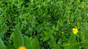 Кровавые цветы 50 серия русская озвучка | Дилан не  доверяет Барану