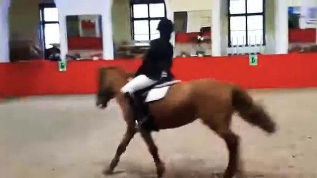 Ксения Амирова | на Злате | соревнования в КСК Измайлово смотреть онлайн