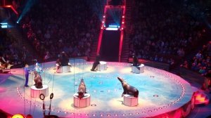 Красивое выступление морских котиков в Большом Московском Цирке на Вернадском