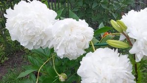 Пионы.Поздний сорт Глэдис Ходсон.Вот уж цветы так цветы! Июль2024