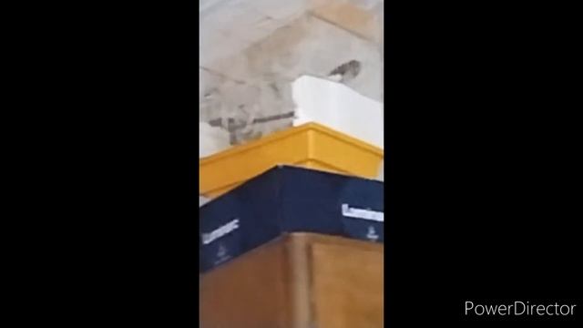 пение канарейки