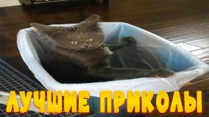 😺 Доброе утро через три.. два.. один! 🐈 Видео смешных котов, котят и собак! 😻