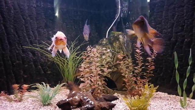 Fish in the aquarium смотреть онлайн