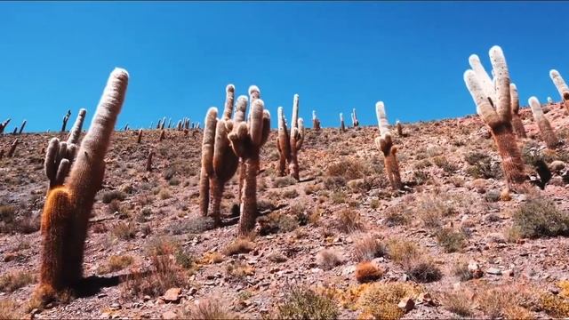 Нашид на английском. смотреть онлайн