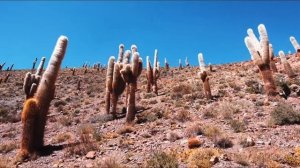 Нашид на английском.