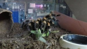 Птицеед против богомола