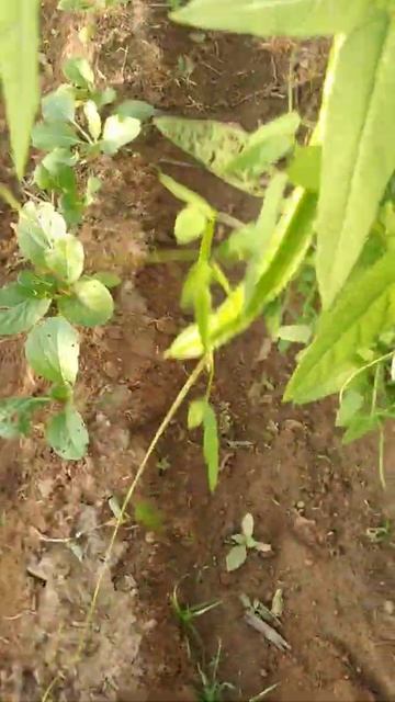 bok choy salad/#shorts . смотреть онлайн