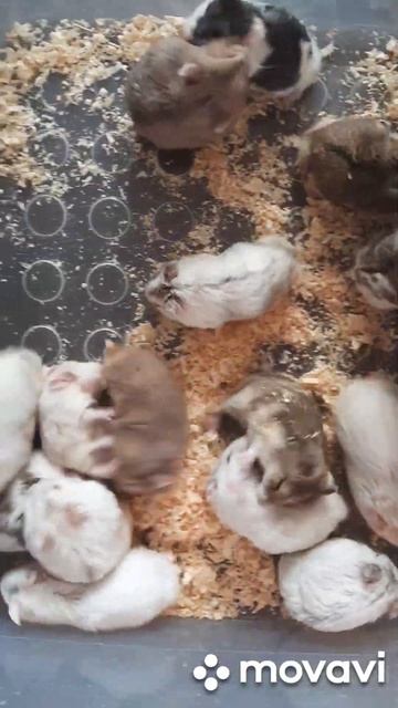 Хомяки #pets #купитьхомяка #животные #хомяк #грызуны #москва #ручнойхомяк #питомецдляребенка #love