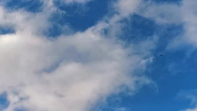 Тренировка бакинских бойных голубей в штормовой ветер возвращение молодого красноголового