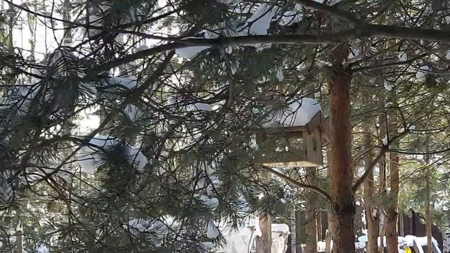 Настоящая русская зима, но и весна уже подступается! смотреть онлайн