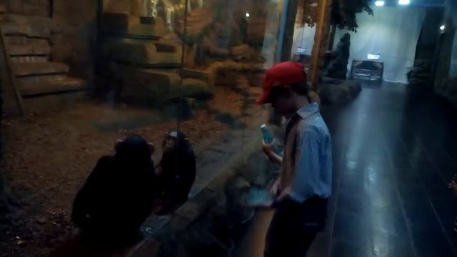 Шимпанзе и обезьяны смотреть онлайн