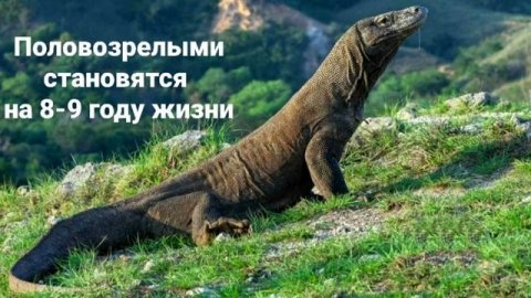 Комодский варан 🦎