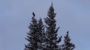 ОХОТА НА ГЛУХАРЯ. ДОСАДНЫЙ МОМЕНТ. БЫВАЕТ ТАКОЕ УВЫ.