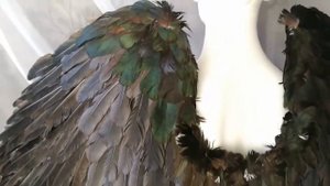 Крылья из перьев и корона #ЛисьяМастерская