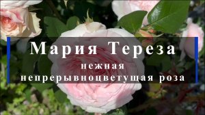 Мария Тереза - нежная  непрерывноцветущая роза