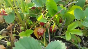 Летнее настроение в зимние денёчки. Сей час бы ягодок с грядки😍