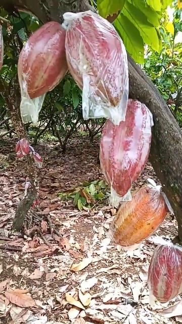 Cacao from flower  to ripen #farmlife #chocolate #youtubeshorts