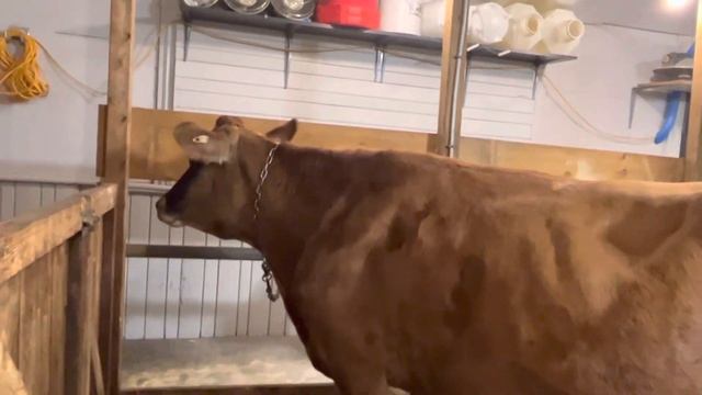 Наш папа очень волнуется за свою Джерсейску Люси.... и предлагает купить ей компаньона! смотреть онлайн