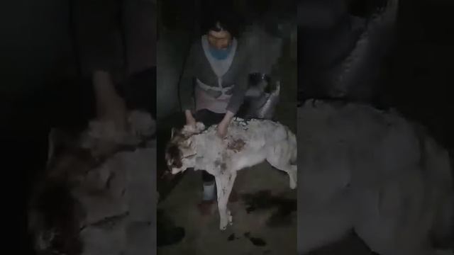 Карышкыр менен кармашкандар смотреть онлайн