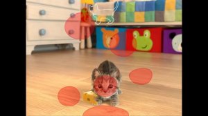 ПРИКЛЮЧЕНИЕ МАЛЕНЬКОГО КОТЕНКА мультик смешное видео для детей мультфильм про котиков