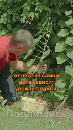 ВОт почему самоопыляемых огурцов НЕ БЫВАЕТ