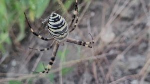 Паук-оса. Argiope bruennichi