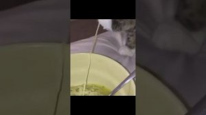 подборка видео с котиками