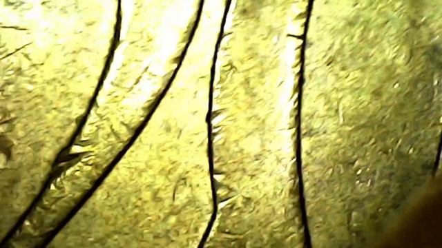 20 EURO CENT GERMANY 2004 D RARE ERROR !!!! смотреть онлайн