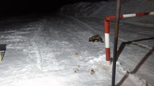 В меню у Лиски. Север богат на гостей, то лиса заглянет, то медведь смотреть онлайн