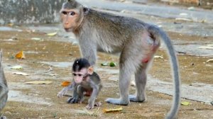 Skinny baby monkey LILY is so smart and make many action best interesting.
