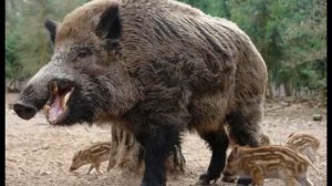 Полезная информация про кабанов!