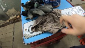 Собаки съели гос номер Renault Logan