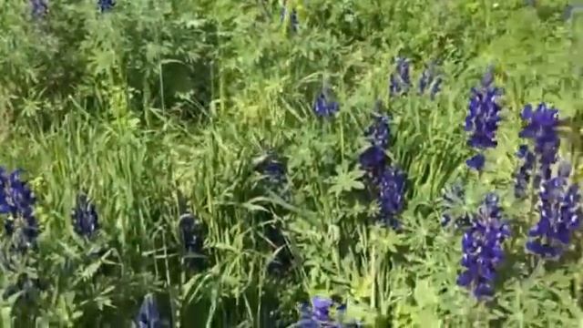 Цветущие люпины около Иерусалима смотреть онлайн