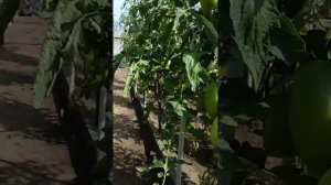 Какое должно быть томат Бычье сердце.