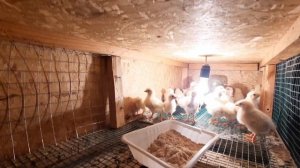 Чип Чип Жужаларим 🐤🐤🐤🐤 цыплят