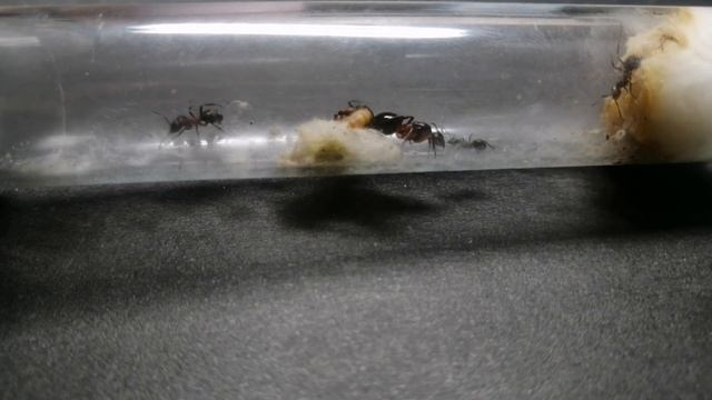 Я поднял муравьёв Formica polyctena БЕЗ коконов!!! #Муравьиярославль смотреть онлайн