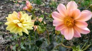 Меня зовут Мелек 53 серия русская озвучка | Дата выхода